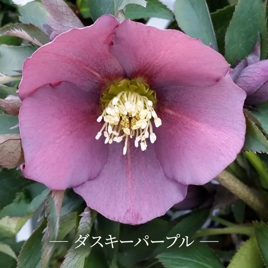 八ヶ岳・原村産　クリスマスローズ（一重咲き）2鉢セット 【ダスキーパープル×ピコティ】｜深山花園