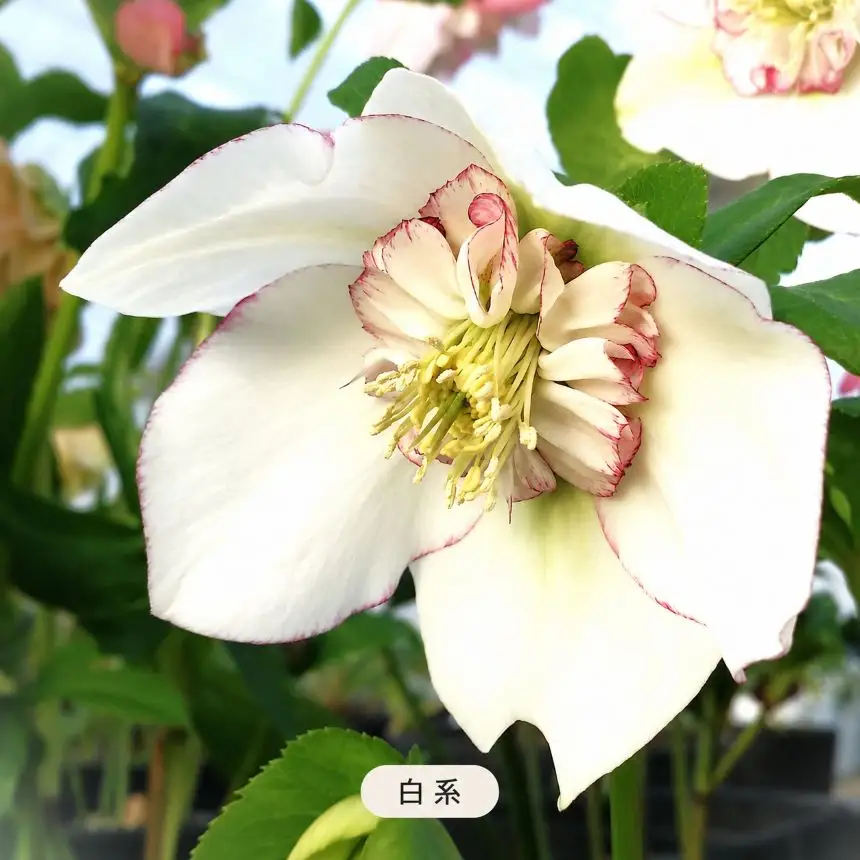 八ヶ岳・原村産　クリスマスローズ（半八重咲き）2鉢セット 【白系×白系】｜深山花園