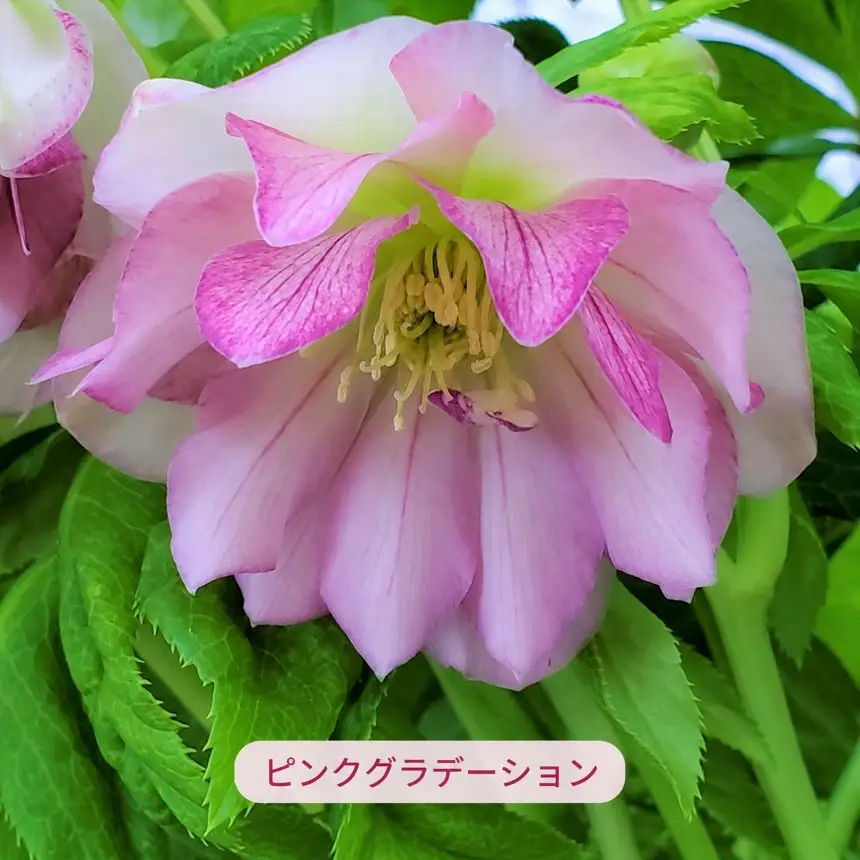 八ヶ岳・原村産　クリスマスローズ（八重咲き）2鉢セット 【ピンクグラデーション×ブロッチ】｜深山花園