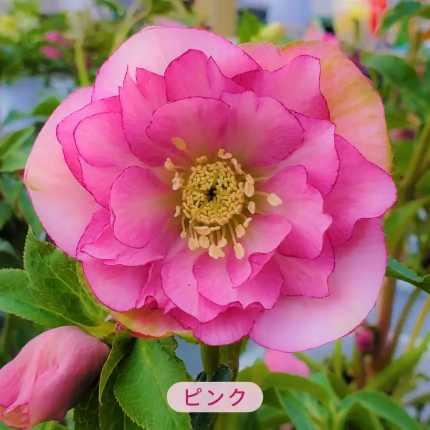 八ヶ岳・原村産　クリスマスローズ（八重咲き）2鉢セット 【ピンク×ピコティ】 ｜深山花園