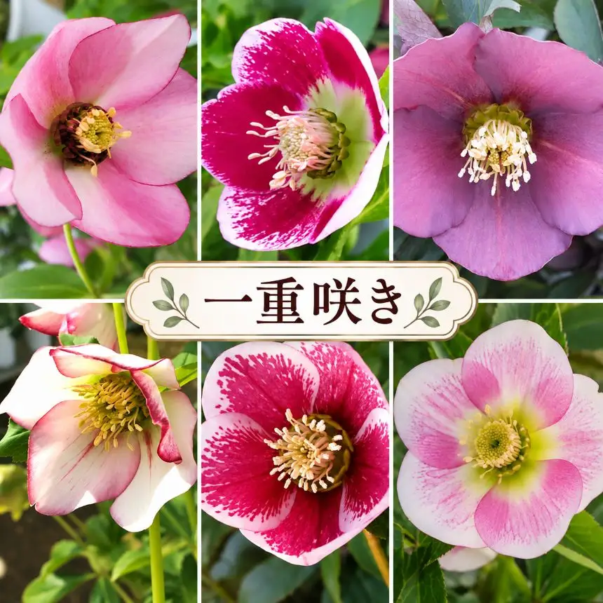 【訳あり・種類おまかせ】八ヶ岳・原村産 クリスマスローズ 4鉢セット｜深山花園