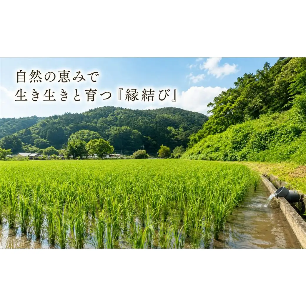 【定期便3か月 10kg】【早期予約 10月上旬から順次出荷】令和8年産 新米 精米 兵庫県産 縁結び ご縁米 5kg×2