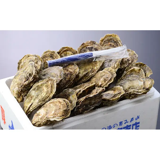 定期便 3ヵ月 牡蠣 殻付き 生食 3L5個 北海道 厚岸産 マルえもん【厚岸漁業協同組合】カキナイフ付 [ カキ かき 生牡蠣 殻かき オイスター 冷蔵 ］