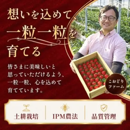 【先行予約 2027年1月中旬以降発送】旬の品種を厳選 至福の完熟いちご 約800g 化粧箱入り【配送不可地域：離島・沖縄県】【1778752】