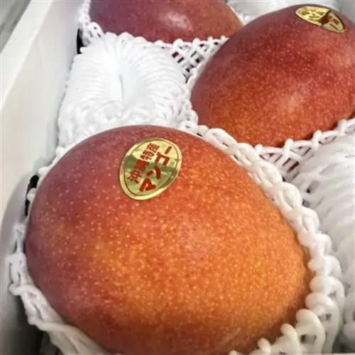 【2027年7月中旬より順次発送】瀬底さんの贈答用アップルマンゴー2kg(4～5玉)【配送不可地域：離島】【1778664】