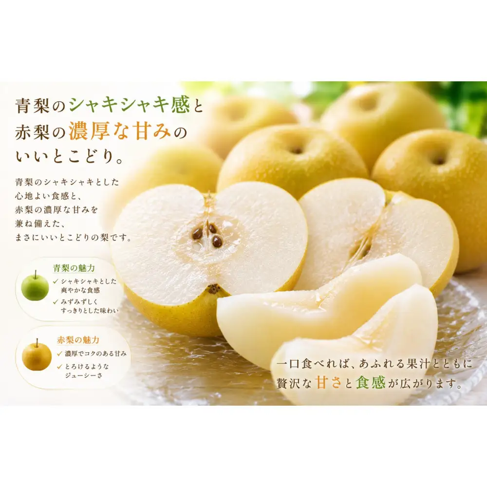 【先行予約】鳥取県産 新甘泉 梨 4Lサイズ 6玉 大玉  しんかんせん なし フルーツ 果物 鳥取オリジナル