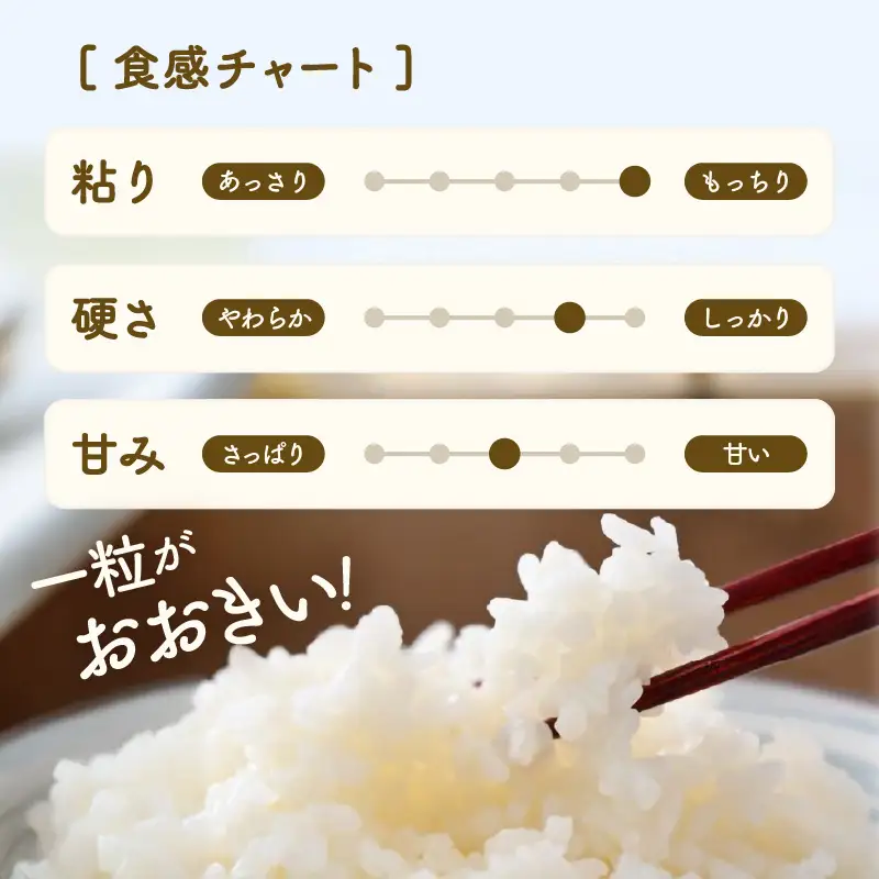 【先行予約】【令和8年産】定期便《3ヶ月連続お届け》精米 にこまる 5kg（計15kg）＜低農薬栽培＞ ／ 高品質 鮮度抜群 福井県 あわら市産 ブランド米 白米 お米 米 ※2026年10月中旬より順次発送 [aw066-b004]