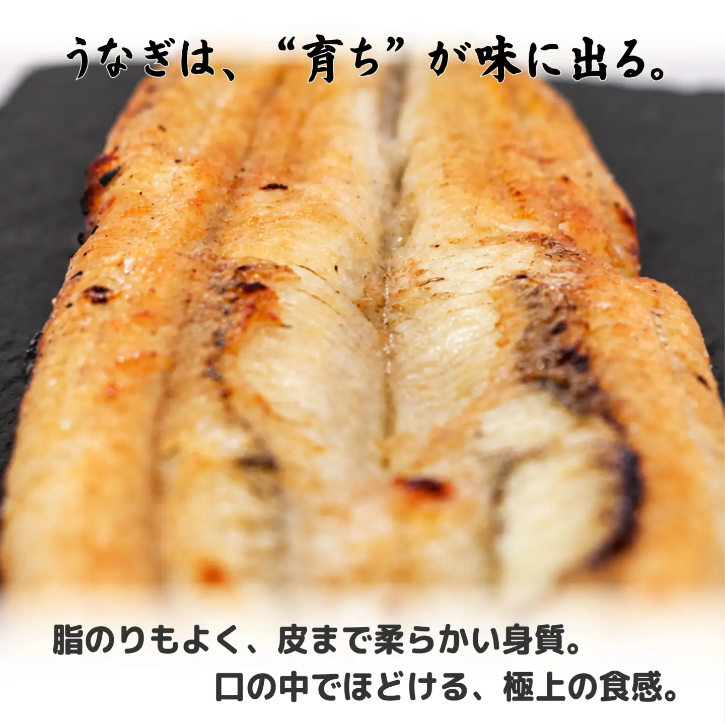 限定 国産 鰻 土佐はちきん うなぎ 白焼き 120g以上 | 白焼き しらやき 特上 極上 めす 贈答 南国市