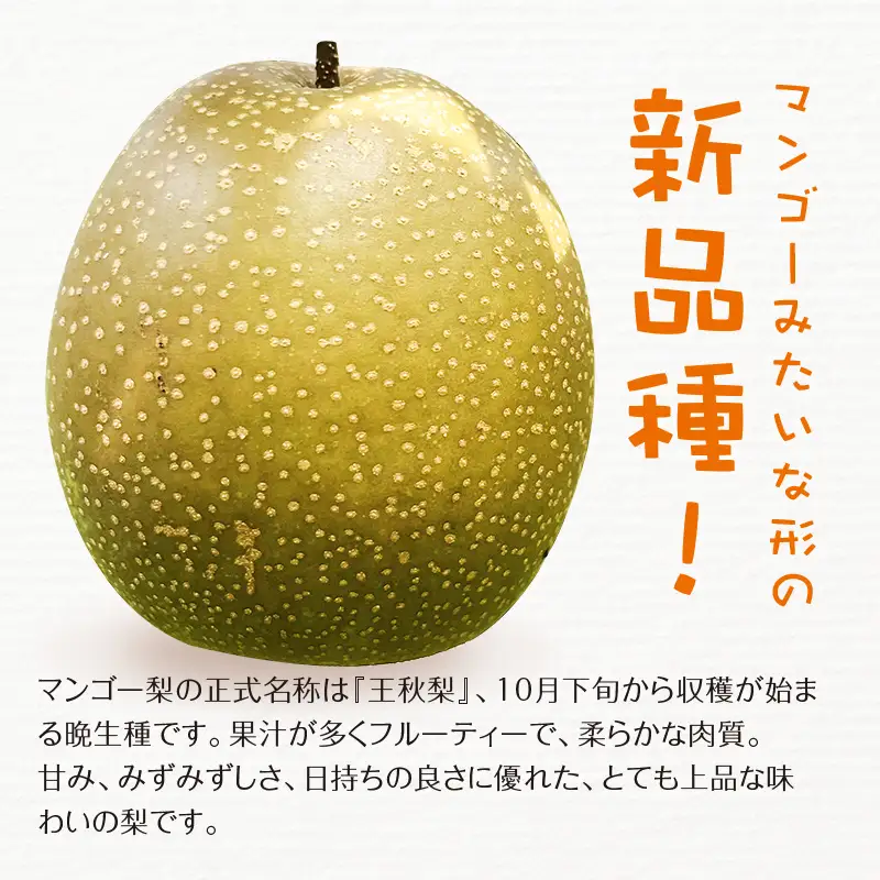 FKP9-723 【訳あり】マンゴー梨（王秋梨） 約4kg なし ナシ 梨 デザート フルーツ 果物 くだもの 果実 食品