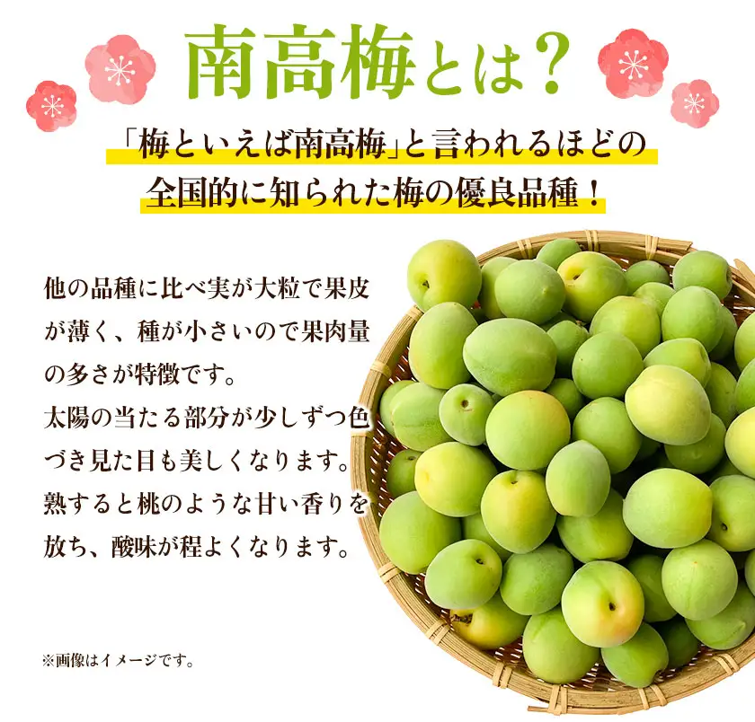 訳あり 南高梅 ( 青梅 ) 約4.5kg 山本農園