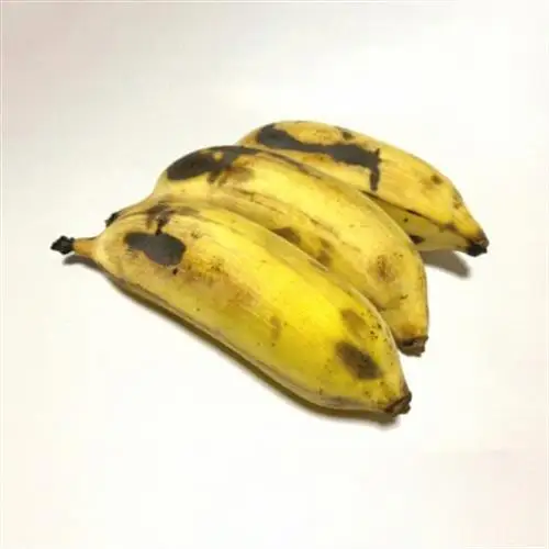 【有機JAS認証】本然農園のオーガニックバナナ2.5kg【1779473】