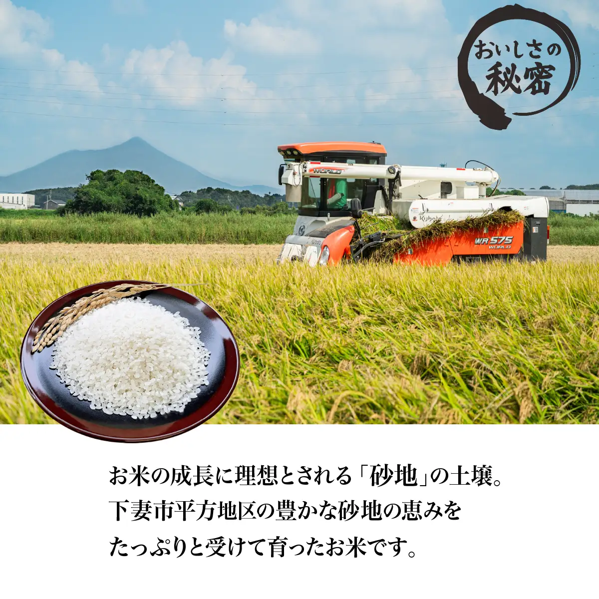 精米 10kg 令和8年産 コシヒカリ 茨城県 下妻市産