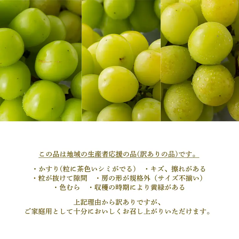FYN6-634 ご家庭用 山形県産 大粒ぶどう シャインマスカット 1.5kg以上(3~4房) 種無し 葡萄 ぶどう ブドウ マスカット 果物 くだもの フルーツ 規格外 訳あり ワケアリ 自宅 家庭 山形県 西川町 月山