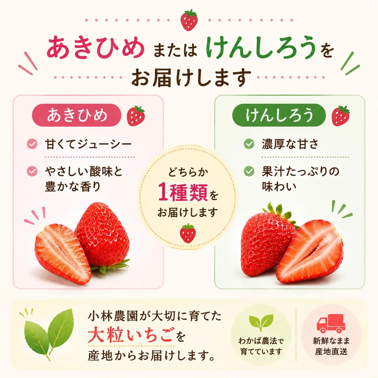 いちご 苺 イチゴ 大粒 デラックスセット 12～15粒 あきひめ けんしろう 専用ギフトBOX 産地直送 鳥取県 湯梨浜町 小林農園 | 25MZ