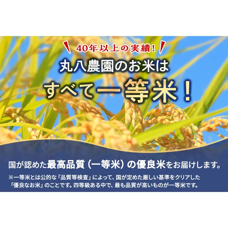 【予約】令和8年度産 静岡産 にこまる 玄米 定期便 10kg×6カ月 米 コメ にこまる 袋井市 静岡県