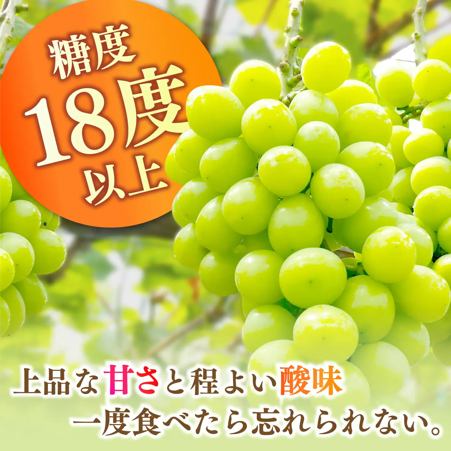 【2027年8月中旬-発送】【数量限定】【糖度18度以上】シャインマスカット 6房 3.6kg以上 (3房 1.8kg以上 × 2箱 / ぶどう ブドウ 葡萄 マスカット しゃいんますかっと フルーツ 果物 / 南島原市 / ミナサポ[SCW075]