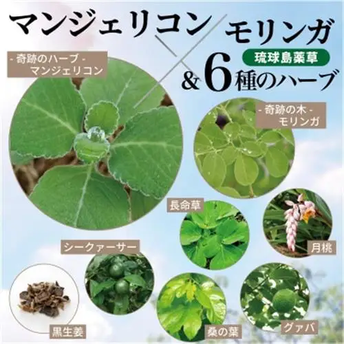 マンジェリコンタブレット[モリンガと沖縄ハーブ6種配合]【有機JAS認証】(250mg×90粒)【1775899】