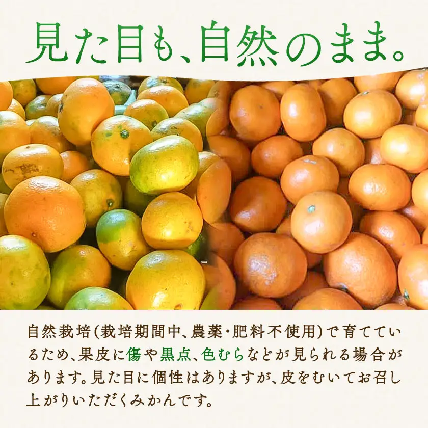 温州みかん 3kg 池田農園