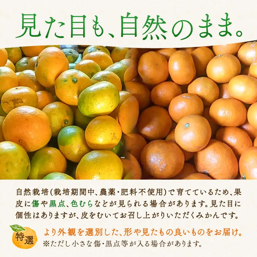 特選 温州みかん 3kg 池田農園
