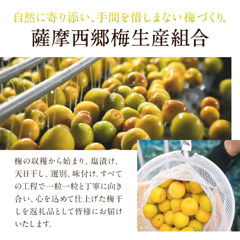 梅干し 昔ながらのしそ漬梅 150g×5個 計750g 薩摩西郷梅生産組合
