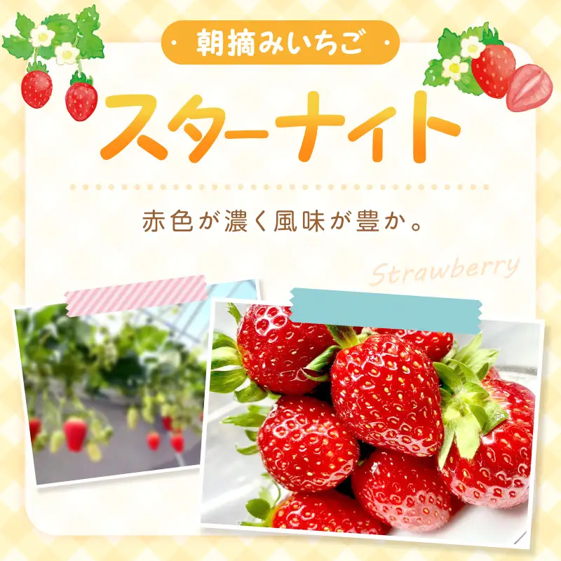 【2027年1月～2027年4月発送予定】【自宅用】朝摘みいちご スターナイト 1kg【ふるさと納税3.0】【117E-006-2027】
