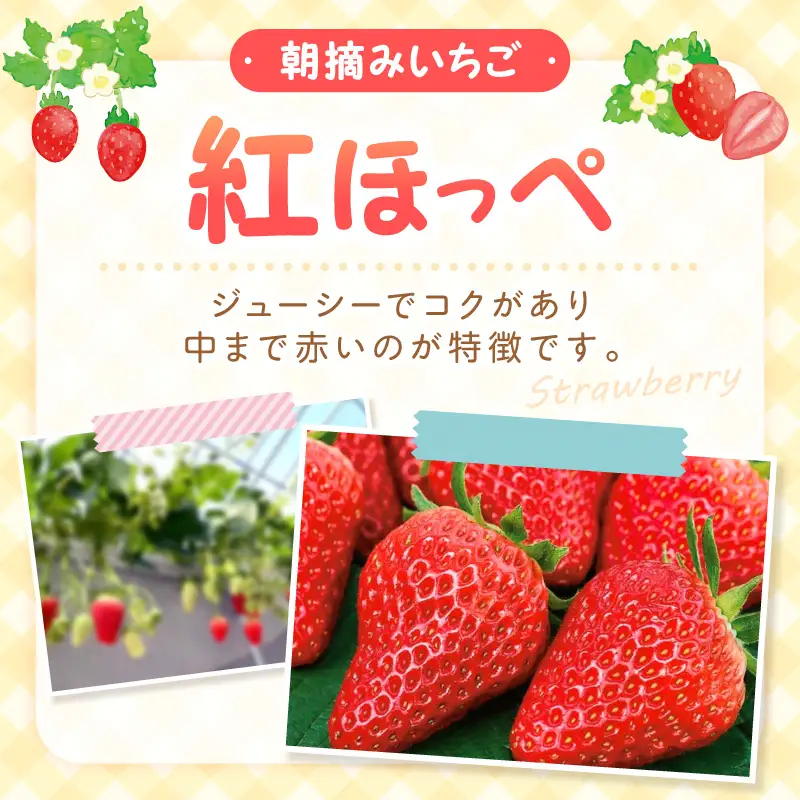【2027年1月～2027年4月発送予定】【贈答用】朝摘みいちご 紅ほっぺ  800g【ふるさと納税3.0】【117D-009-2027】