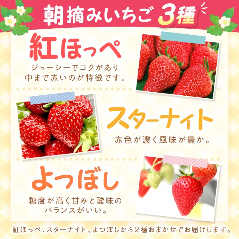 【2027年1月～2027年4月発送予定】【自宅用】朝摘みいちごお楽しみパック 品種おまかせ 500g 紅ほっぺ スターナイト よつぼし【ふるさと納税3.0】【117E-009-2027】