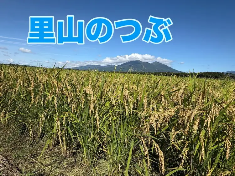 【令和8年度産】米 安部さんちの米　里山のつぶ　5kg ※2026年12月～発送