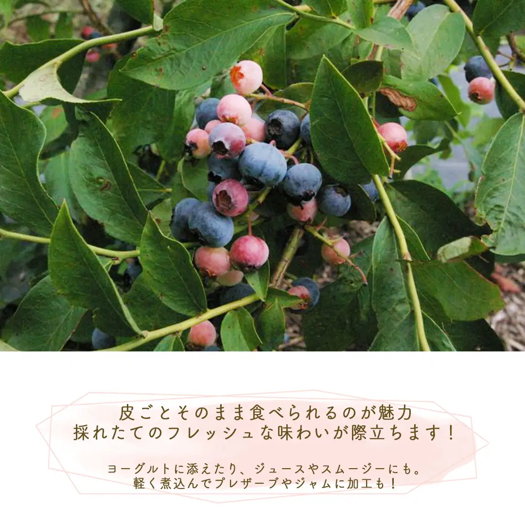 朝摘みブルーベリー 生果実 500g ベリー