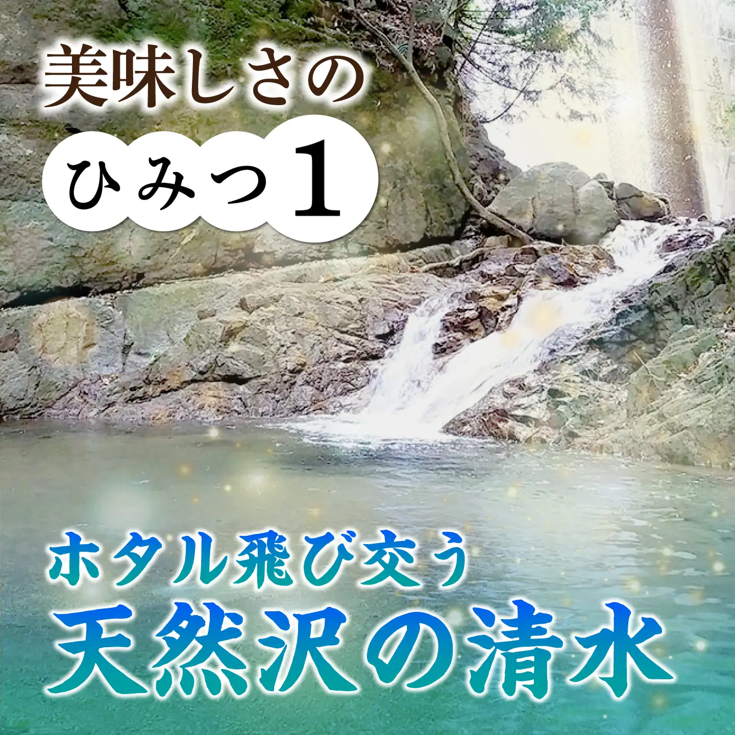 おいしい!亀山・白川産コシヒカリ 10kg 亀山市/せせらぎの里営農組合 お米 コシヒカリ 送料無料[AMAX004]