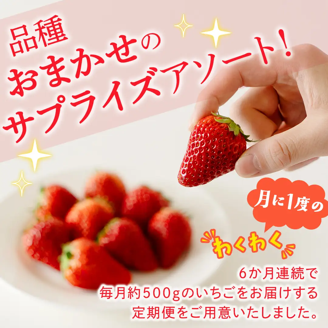 【定期便】旬ないちご品種おまかせ6ヶ月連続お届け便 （約250g×2パック）×6回【2026年12月から発送開始】（茨城県共通返礼品 [いちご]：城里町産） 果物 くだもの フルーツ イチゴ 苺 旬 品種おまかせ 人気