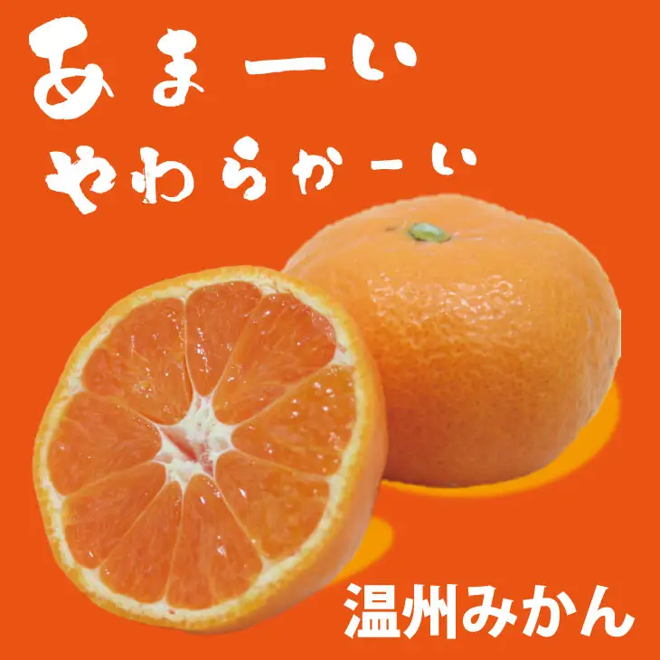 【先行予約】 佐賀県産 みかん（10kg）　潮風ファーム 大津 柑橘 温州みかん  C230-016