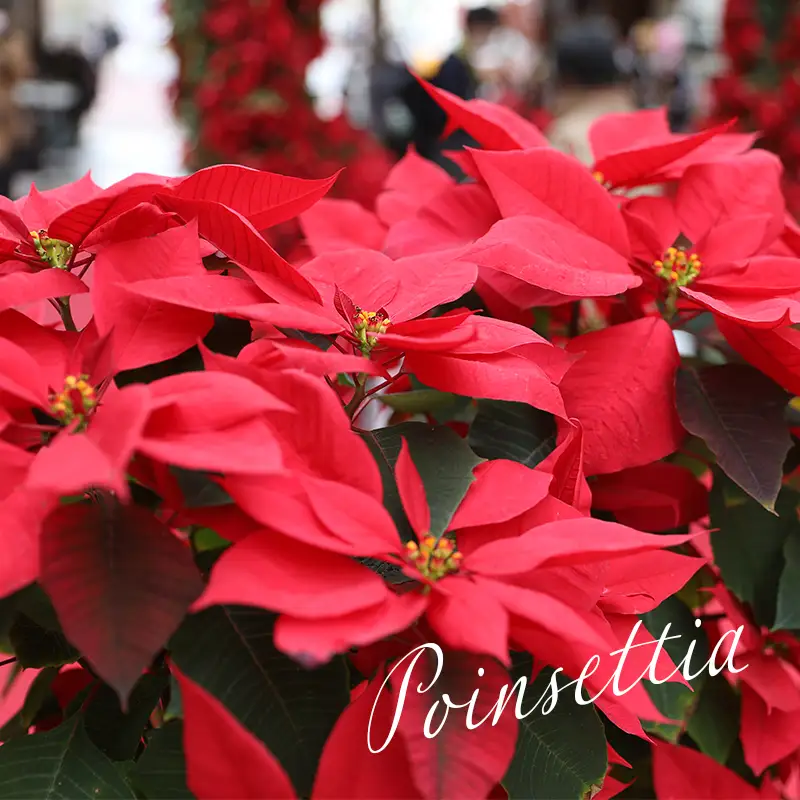 【先行受付】年末を華やかに彩る クリスマスフラワー ポインセチア 2鉢セット 5号サイズ 11月中旬頃からお届け！ [贈り物 ギフト 贈答 フラワーセット お花 観葉植物 パーティ 飾り ワンストップオンライン] TF0920-P00024 [TF920]