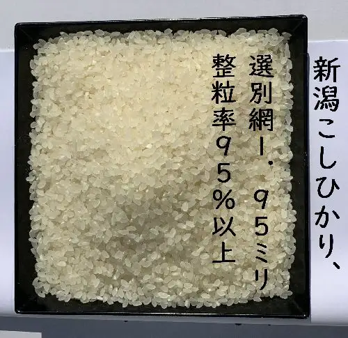 【令和8年産新米】 新潟県産 「従来こしひかり」 白米 30kg（5kg×6袋） 阿賀野市産 中島農場 精米 新潟県 米 こめ コメ お米 ごはん ご飯 農家直送 色彩選別済 新米 令和8年産 3R19088