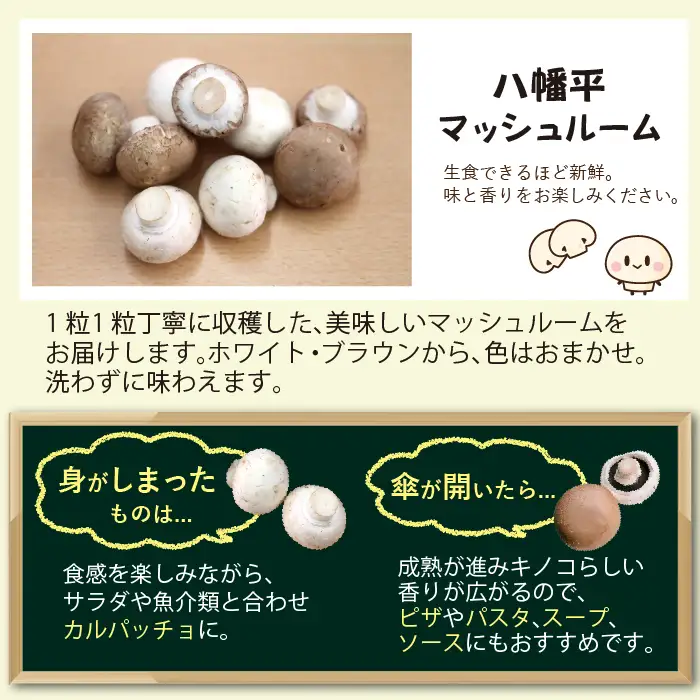 《毎月上旬に発送》 岩手県産 八幡平マッシュルーム1kg 12ヶ月定期便 ※色はおまかせ 【ジオファーム】
