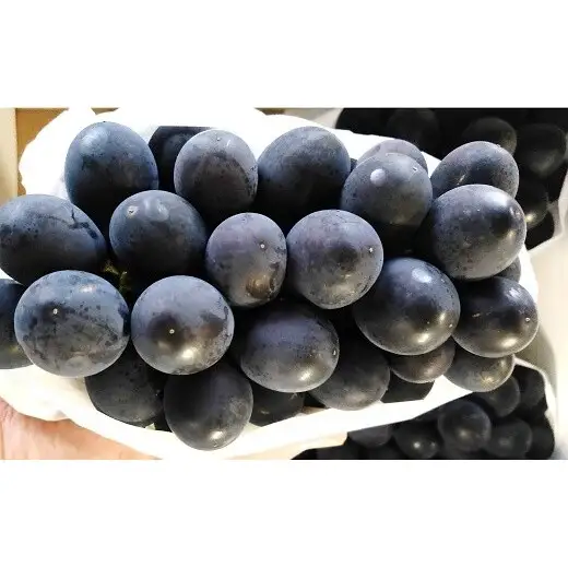 【令和9年産先行予約】 希少品種の黒系ぶどう 「高尾」 約2kg (3～5房 秀) 《令和9年9月頃～発送》 『南陽中央青果市場』果物 フルーツ デザート 山形県 南陽市 [1043-R9]