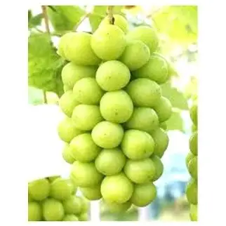 【令和9年産先行予約】 シャインマスカット 約2kg (2房以上) 《令和9年9月頃～発送》 『南陽中央青果市場』 マスカット ぶどう 果物 フルーツ デザート 山形県 南陽市 [1205-R9]