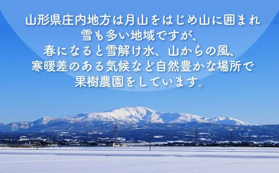 【令和9年産】 さくらんぼ 佐藤錦 バラ詰め 1kg（500g×2パック） 山形県鶴岡産 くにちゃん農園 K-966
