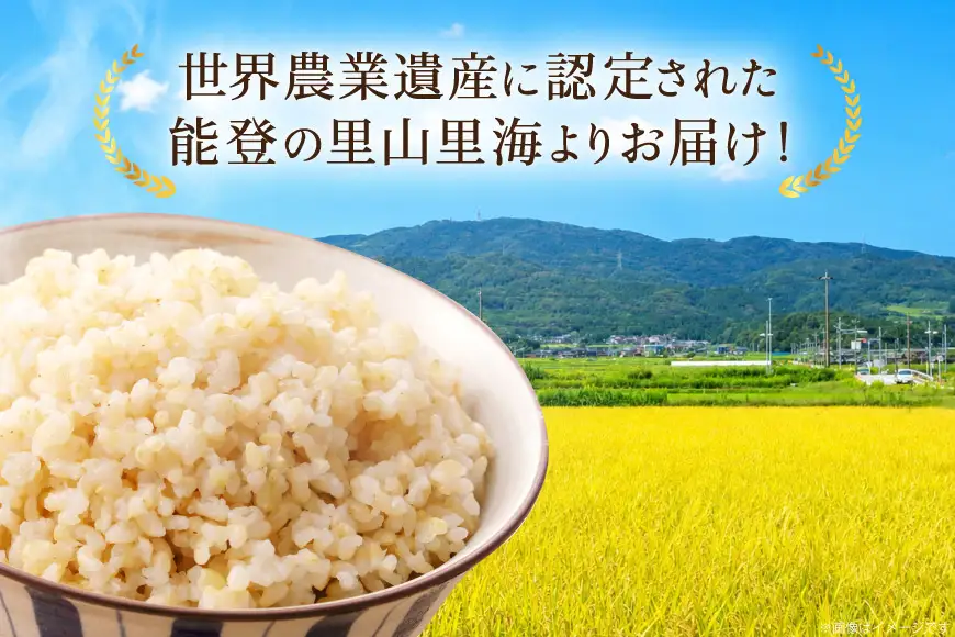 コシヒカリ 玄米 10kg 12回 定期便