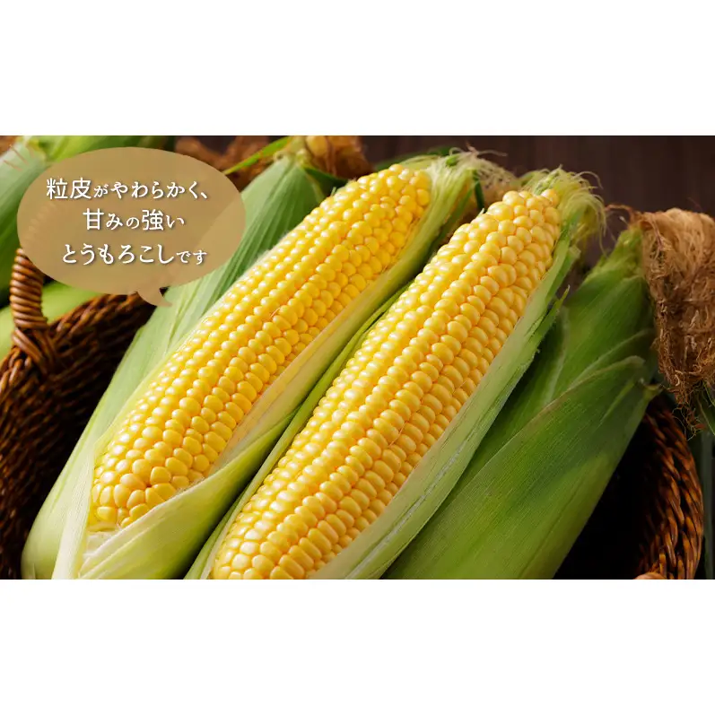 北海道芦別市産 とうもろこし ミルキースイーツ 20本前後 朝採れ 当日出荷 数量限定 生食可 FuSa vineyard 夏野菜