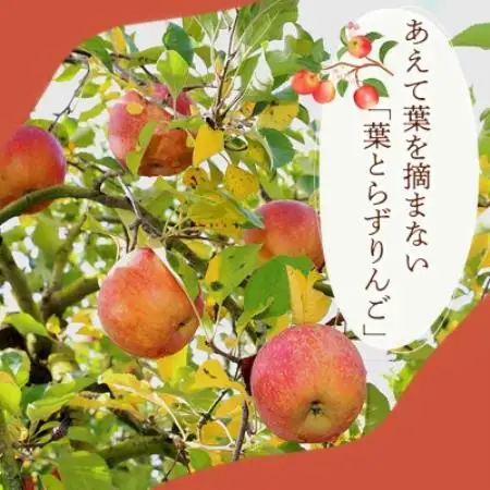【濃厚な甘みと酸味】秋映(あきばえ) 5kg 1セット【1780231】