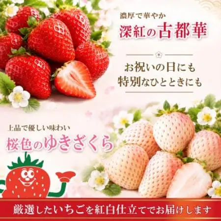 【古都華 × ゆきざくら】紅白いちごセット　2パック(8～15粒入り/1pc)【配送不可地域：離島・北海道・沖縄県・東北】【1781682】
