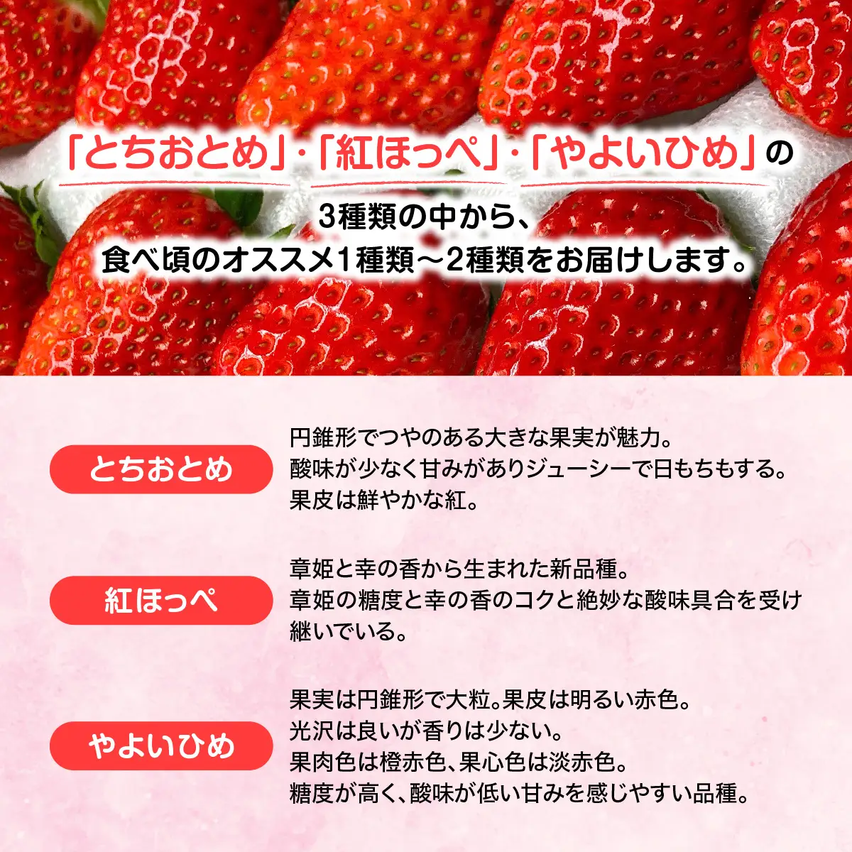 【先行予約・2027年1月～発送】農家直送！窪原さんちのこだわり極上、完熟いちご　（とちおとめ、紅ほっぺ、やよいひめのいずれかを約１㎏） SMDH001