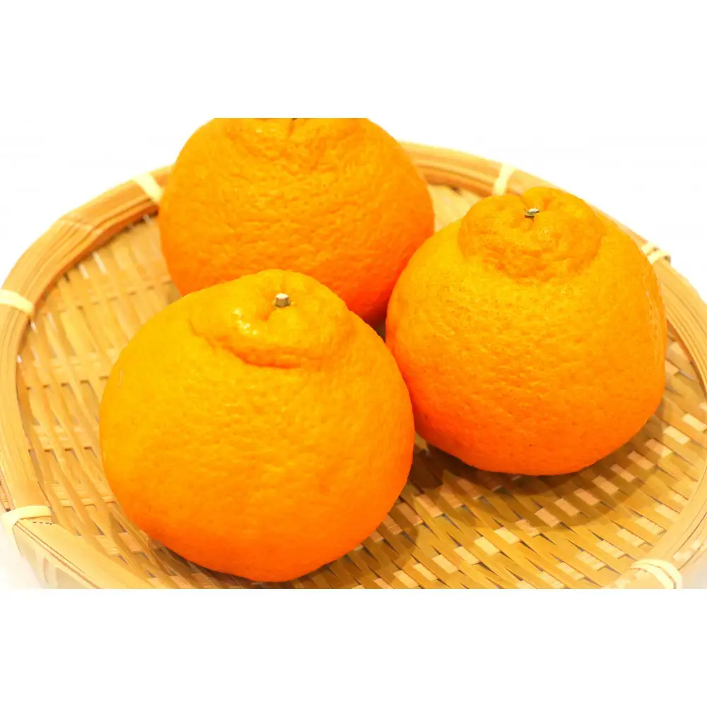 【瀬戸内マルシェが選ぶ】デコポン　訳あり　約3kg　サイズ混　（3月上旬以降発送）