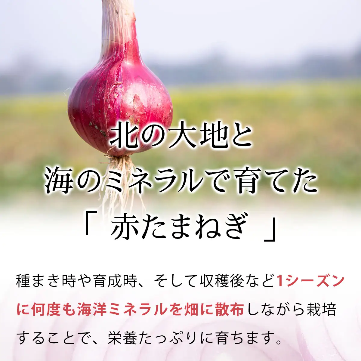 真珠の玉葱 ルージュ Lサイズ 5kg ＜海のミネラルで育てた赤玉葱＞｜玉ねぎ たまねぎ タマネギ 北海道産 岩見沢市【a134-011】