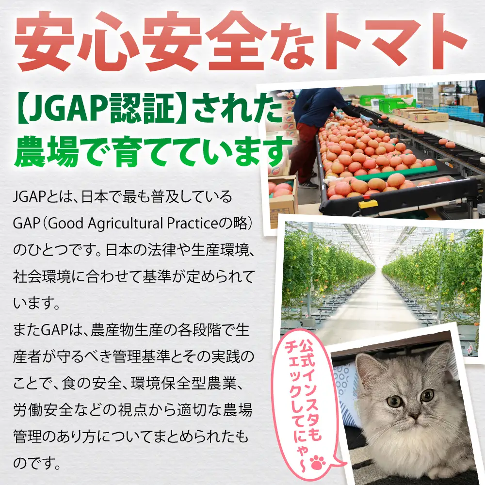 【9月～12月】トマト 大玉 約4kg | トマト 大玉トマト 4kg 国産 いわき市産 産地直送 肉厚 ジューシー 甘い 甘み 酸味 野菜 サラダ 料理 クッキング トマト料理 大玉 大容量 いわき市 | CM004-09-12