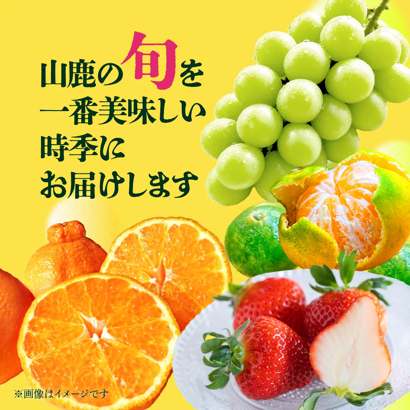 【先行予約】【4回定期便】 フルーツの名産地 山鹿から直送する旬のフルーツ シャインマスカット 早生 みかん いちご 恋みのり 不知火 [ZZZ007]