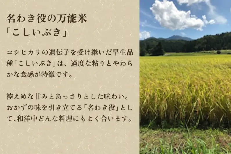 【令和8年産新米】新潟県産こしいぶき 精米 2.5kg（2.5kg×1袋） 《10月上旬～順次出荷》