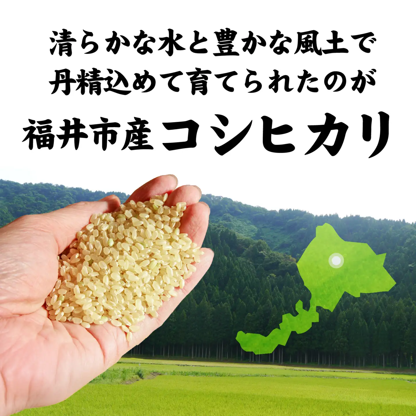 【ふくい米】令和8年産  福井市産コシヒカリ5kg  [A-168014] | こしひかり