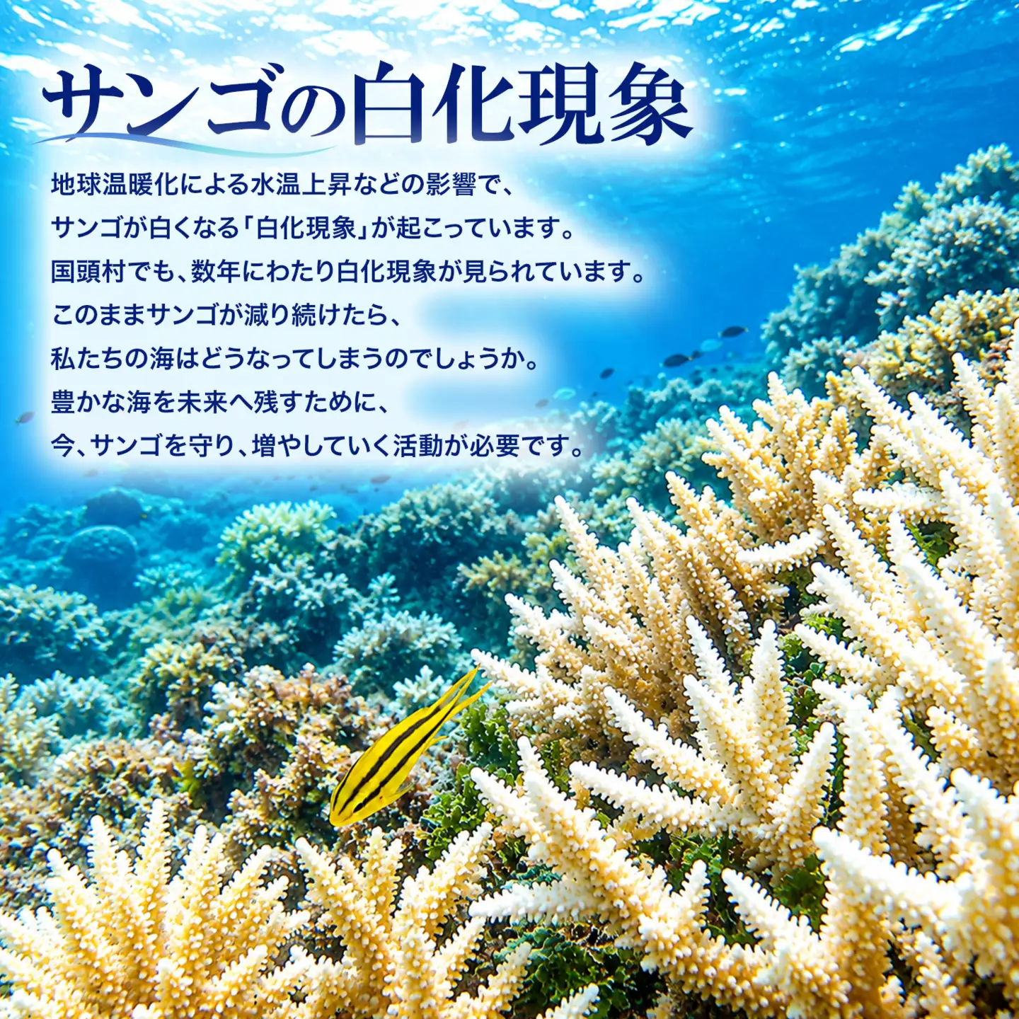 境町サンゴ株主プロジェクト サンゴ株主証明書（サンゴ1株） K2746